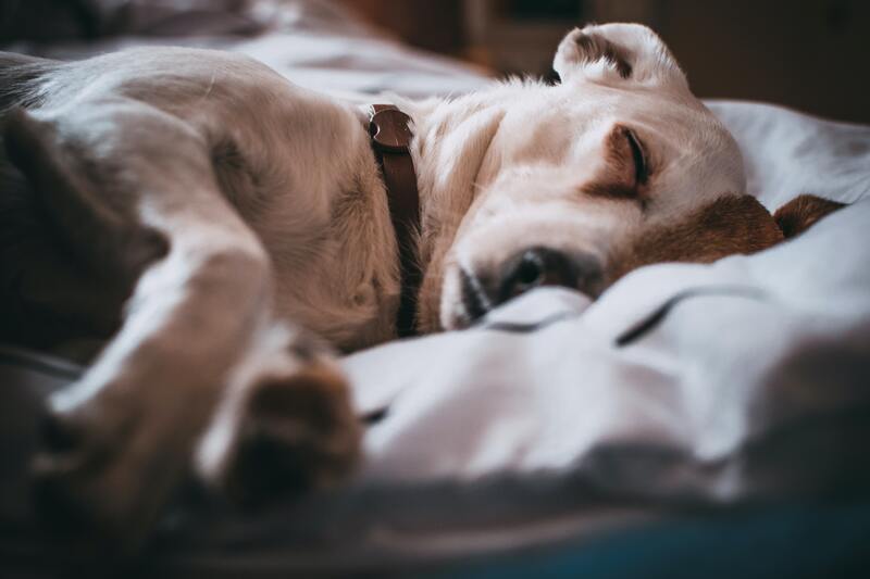 Narcolepsia y cataplexia en perros, síntomas y tratamiento